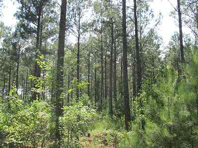 Advance Land and Timber Land for sale property_imgs/bc45_8.jpg