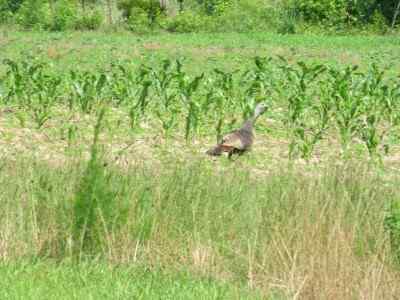 Horry County South Carolina Land for Sale