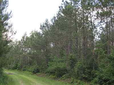 Advance Land and Timber Land for sale property_imgs/bc4_11.jpg