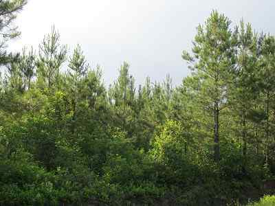 Advance Land and Timber Land for sale property_imgs/bc4_17.jpg
