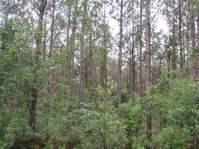 Advance Land and Timber Land for sale property_imgs/bc4_7.jpg