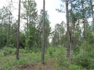 Horry County South Carolina Land for Sale