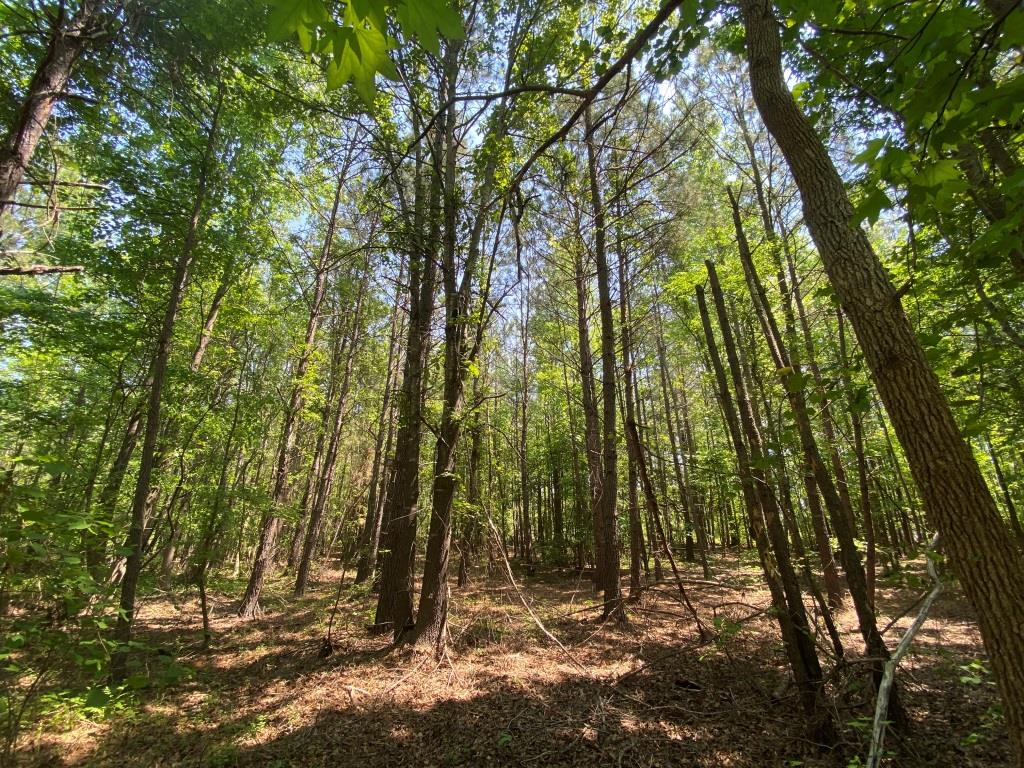 Advance Land and Timber Land for sale property_imgs/beda847edabdd461b87a0821a65cad5f_2026.jpg