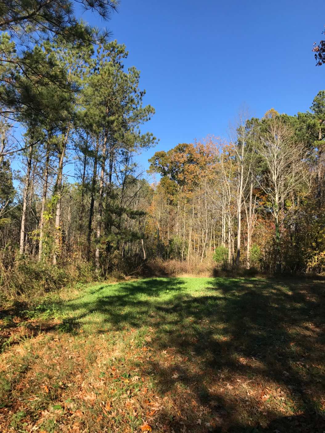 Advance Land and Timber Land for sale property_imgs/bk332717.jpg