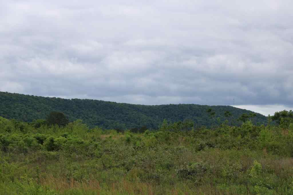 Advance Land and Timber Land for sale property_imgs/bogan32.jpg