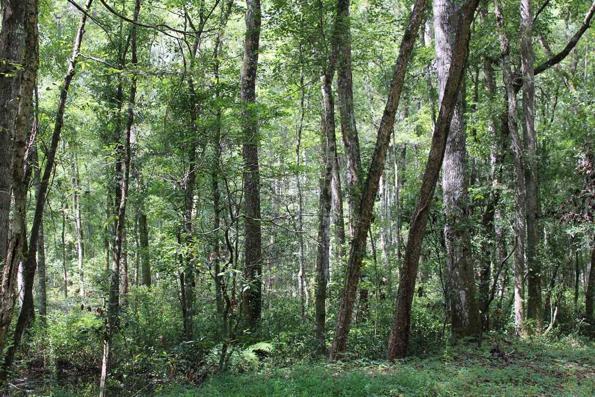 Advance Land and Timber Land for sale property_imgs/can31.jpg