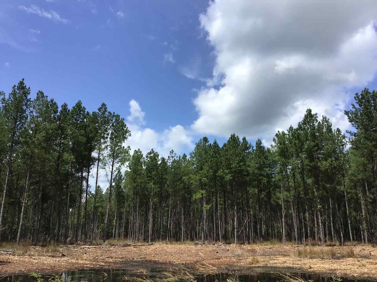 Advance Land and Timber Land for sale property_imgs/can311.jpg