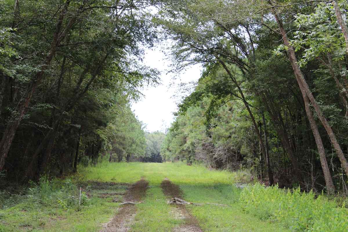 Advance Land and Timber Land for sale property_imgs/can32.jpg