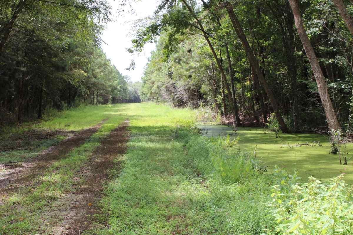 Advance Land and Timber Land for sale property_imgs/can33.jpg