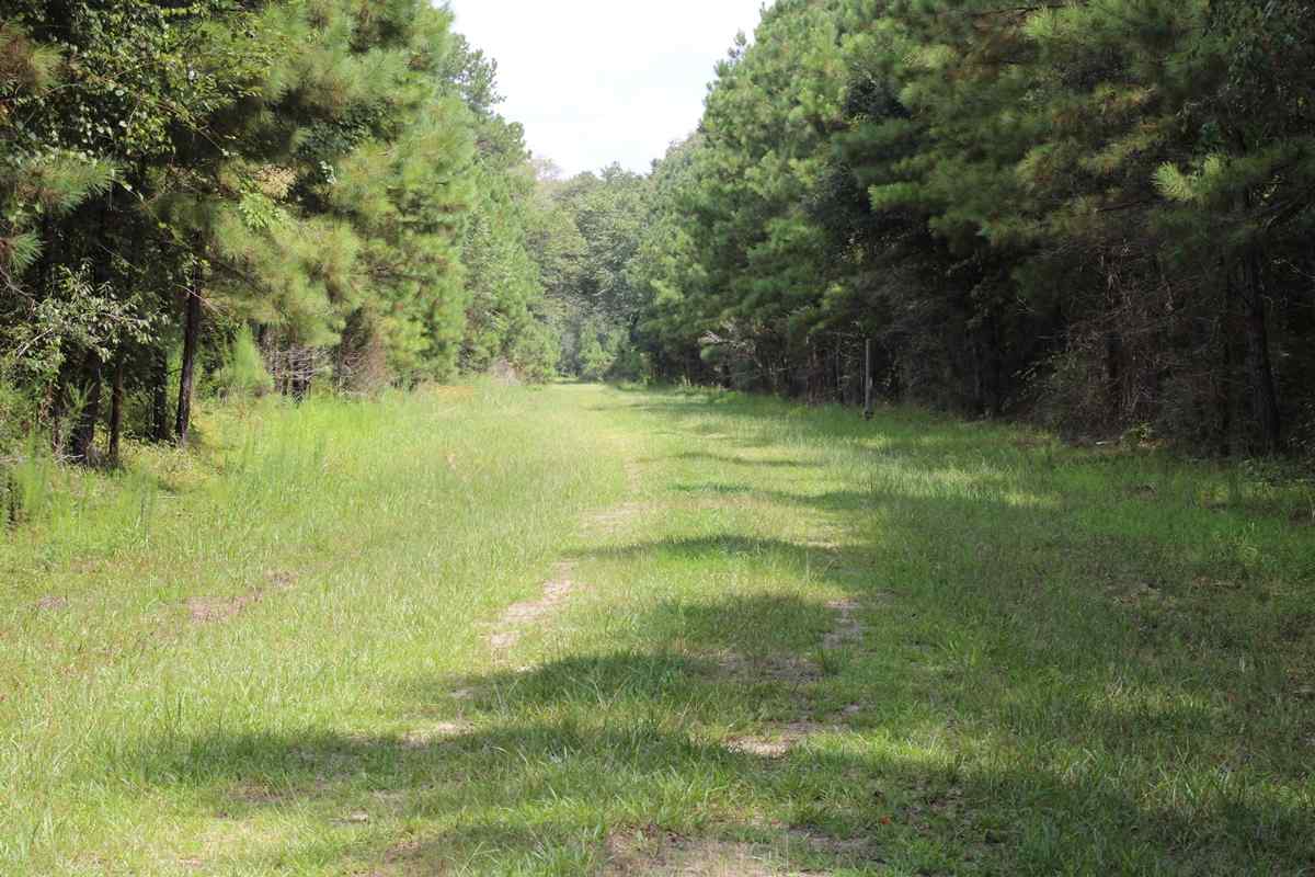 Advance Land and Timber Land for sale property_imgs/can34.jpg