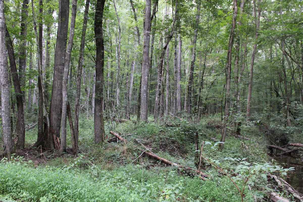 Advance Land and Timber Land for sale property_imgs/can35.jpg