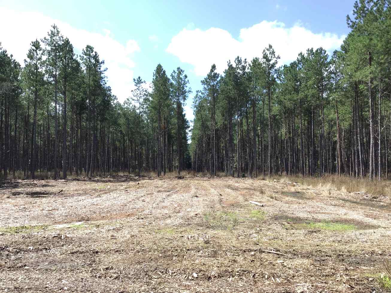 Advance Land and Timber Land for sale property_imgs/can36.jpg