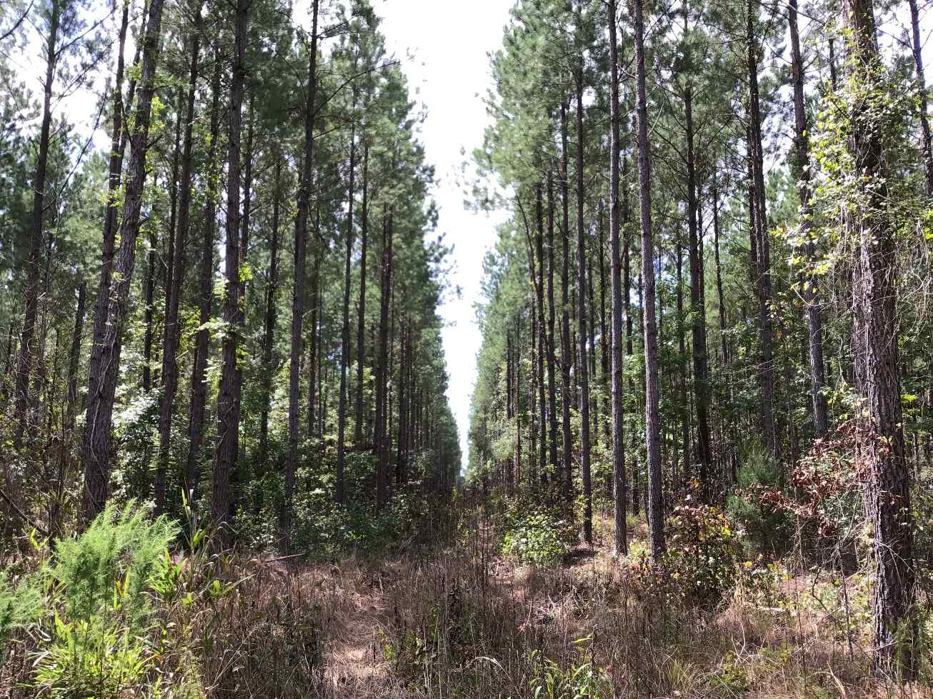 Advance Land and Timber Land for sale property_imgs/can37.jpg