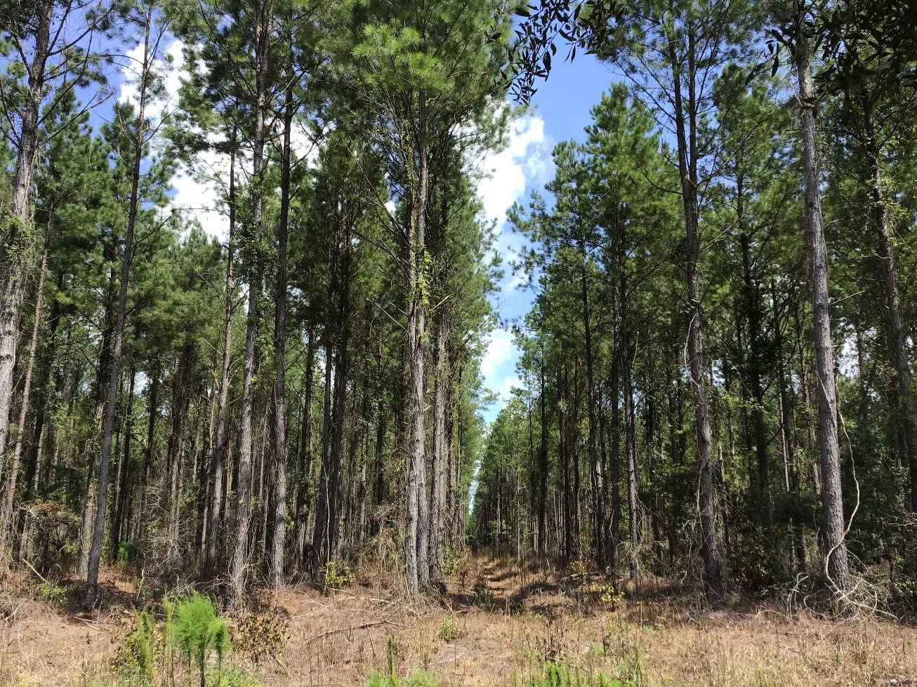 Advance Land and Timber Land for sale property_imgs/can39.jpg