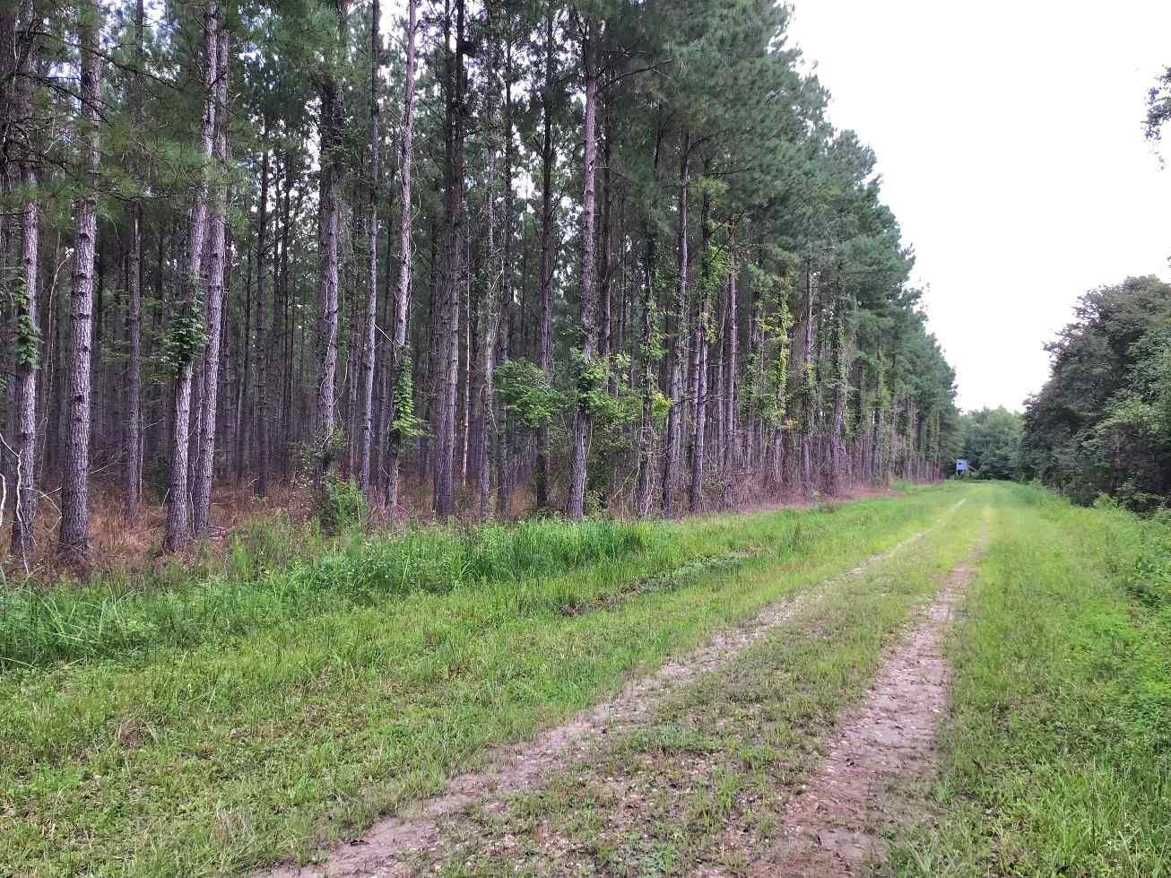 Advance Land and Timber Land for sale property_imgs/cover~2.jpg