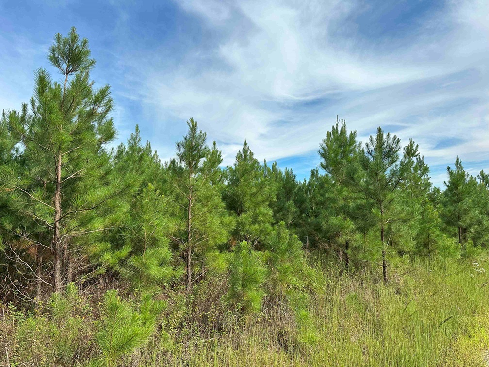 Advance Land and Timber Land for sale property_imgs/d11509055cea2caaa57bc2abe499b3e5_2173.jpg