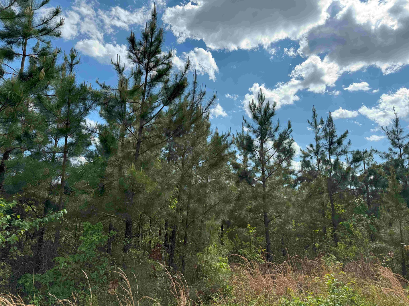 Advance Land and Timber Land for sale property_imgs/d9fea4ca7e4a74c318ec27c1deb0796c_2308.jpg