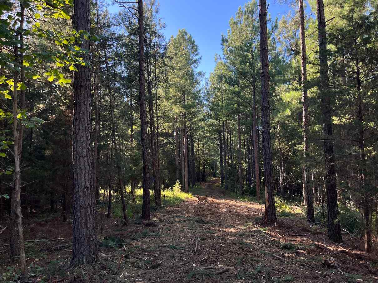 Advance Land and Timber Land for sale property_imgs/df9028fcb6b065e000ffe8a4f03eeb38_1857.jpg