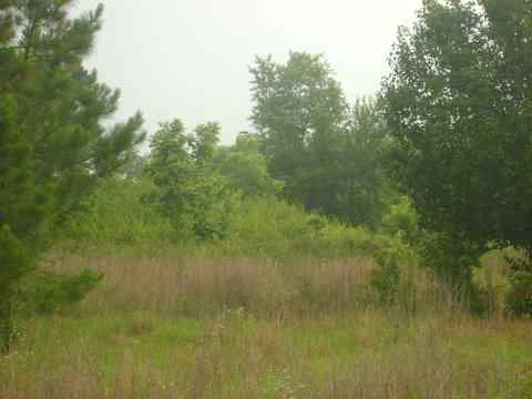 Advance Land and Timber Land for sale property_imgs/dsc1256.jpg