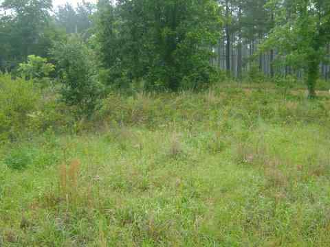 Advance Land and Timber Land for sale property_imgs/dsc1264.jpg