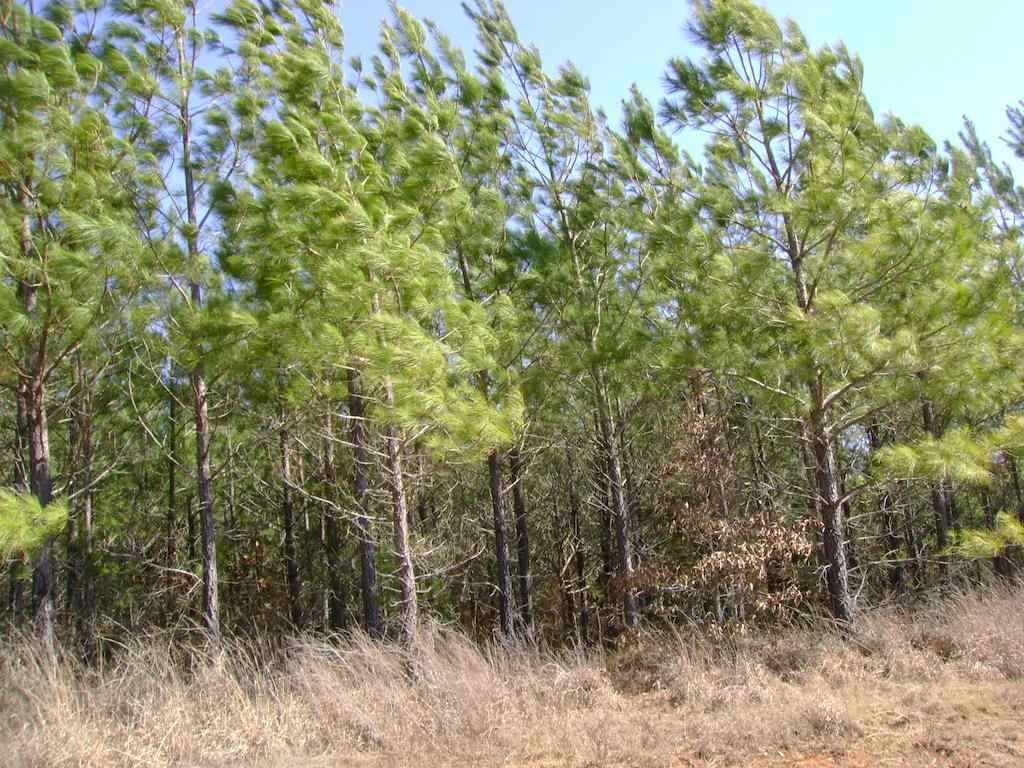 Advance Land and Timber Land for sale property_imgs/dsc142.jpg