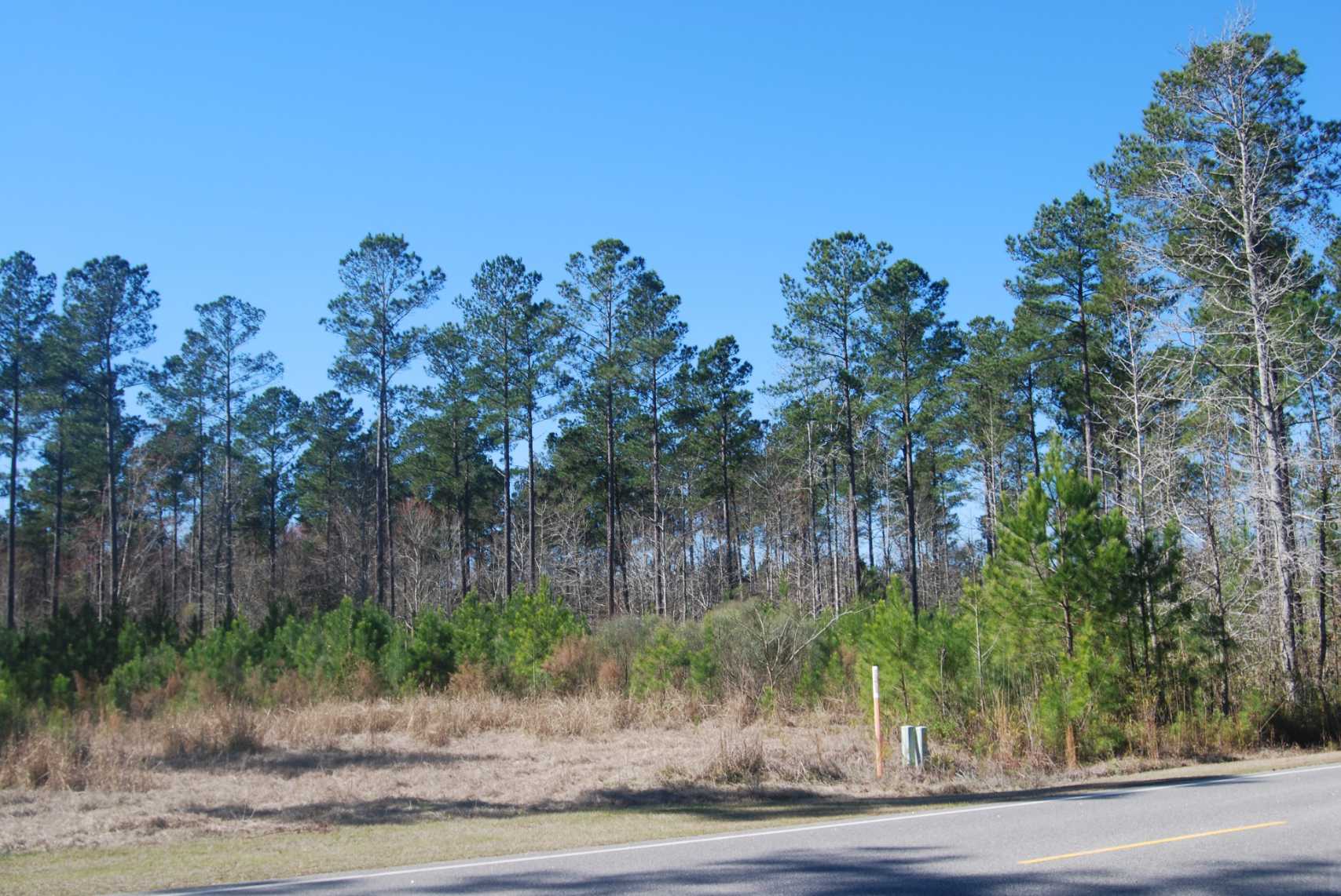 Advance Land and Timber Land for sale property_imgs/dsc_5~0.jpg