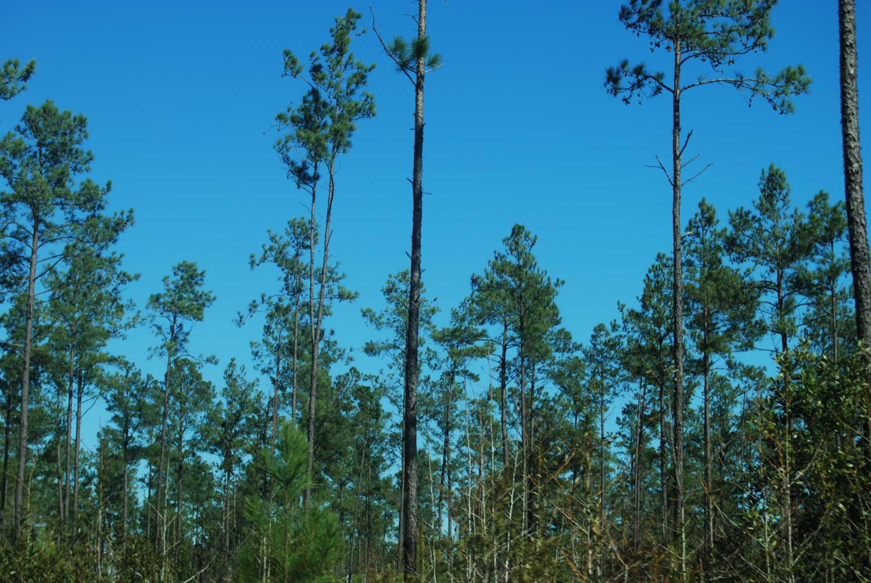 Horry County South Carolina Land for Sale