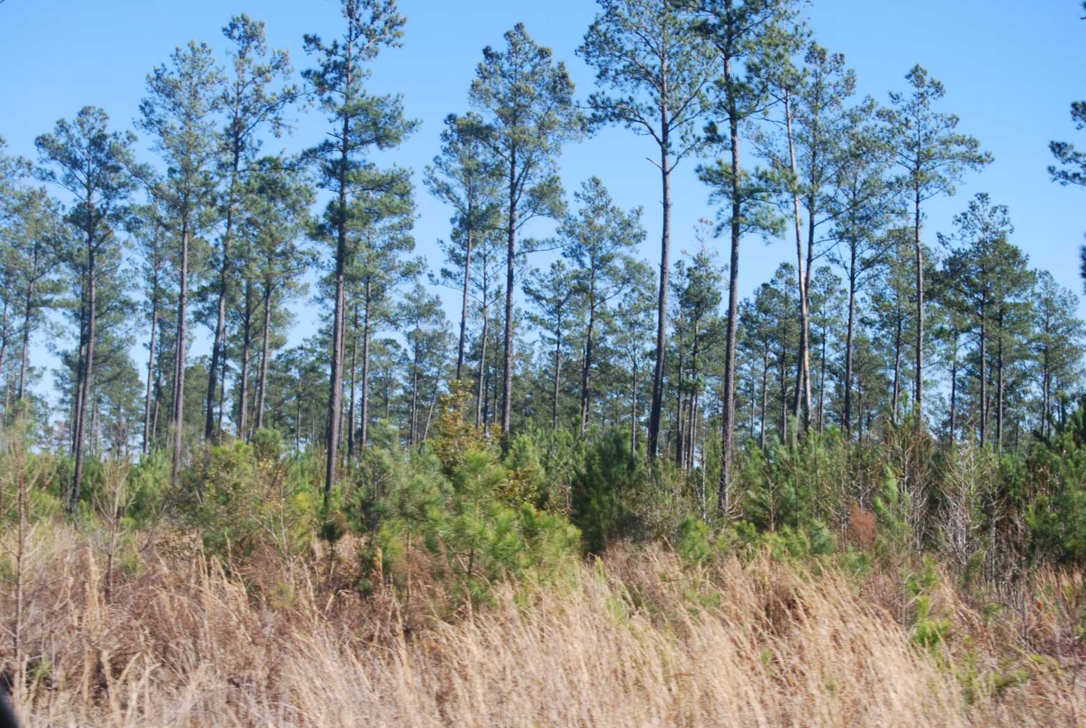 Horry County South Carolina Land for Sale