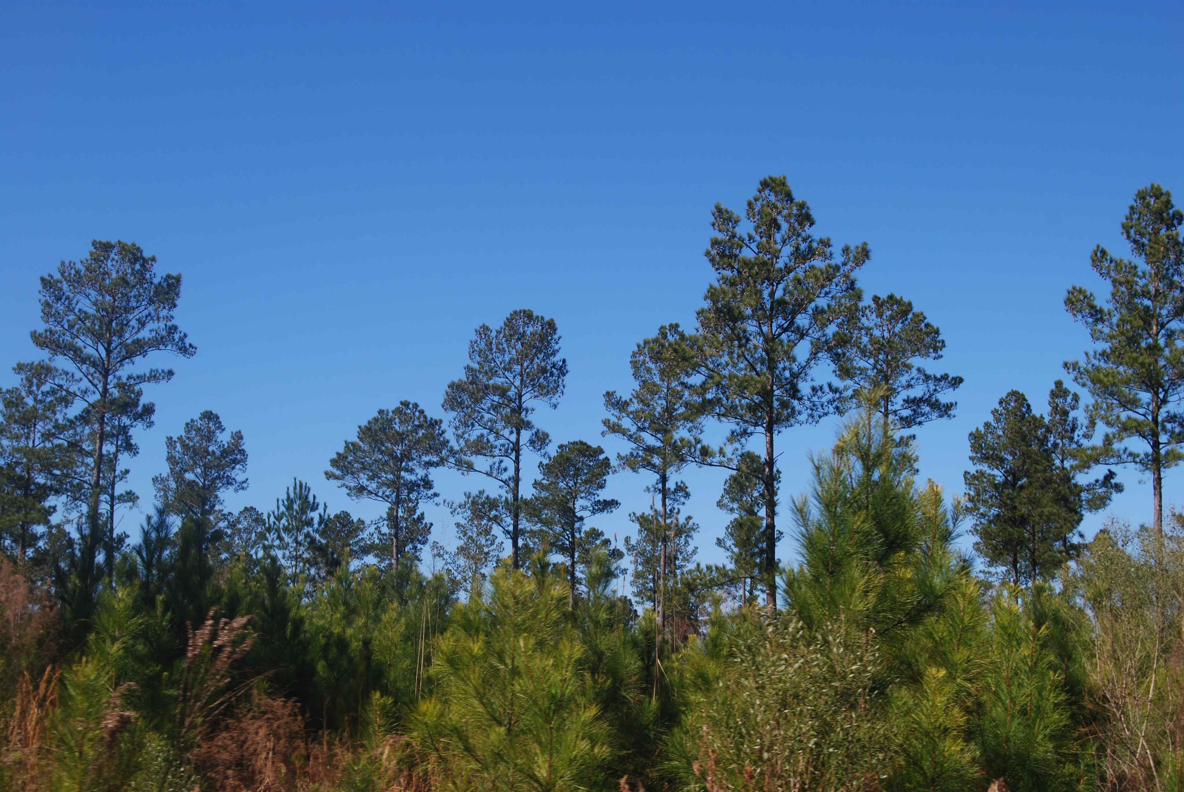 Horry County South Carolina Land for Sale