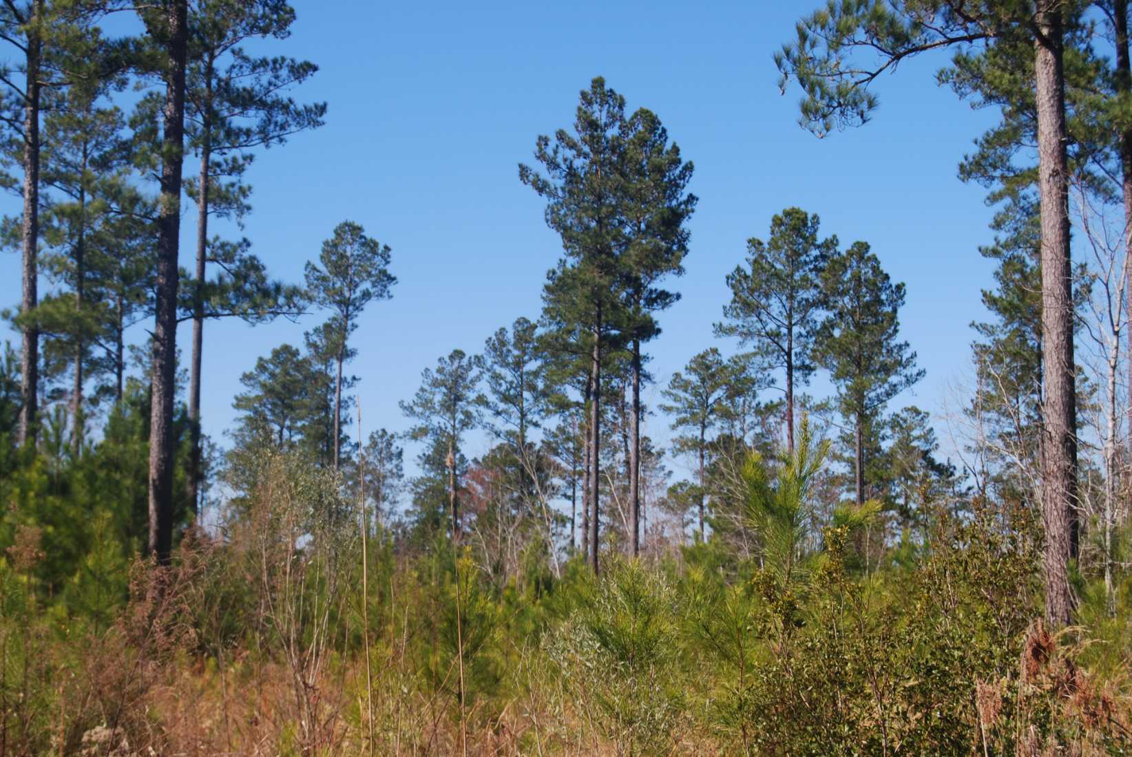 Horry County South Carolina Land for Sale