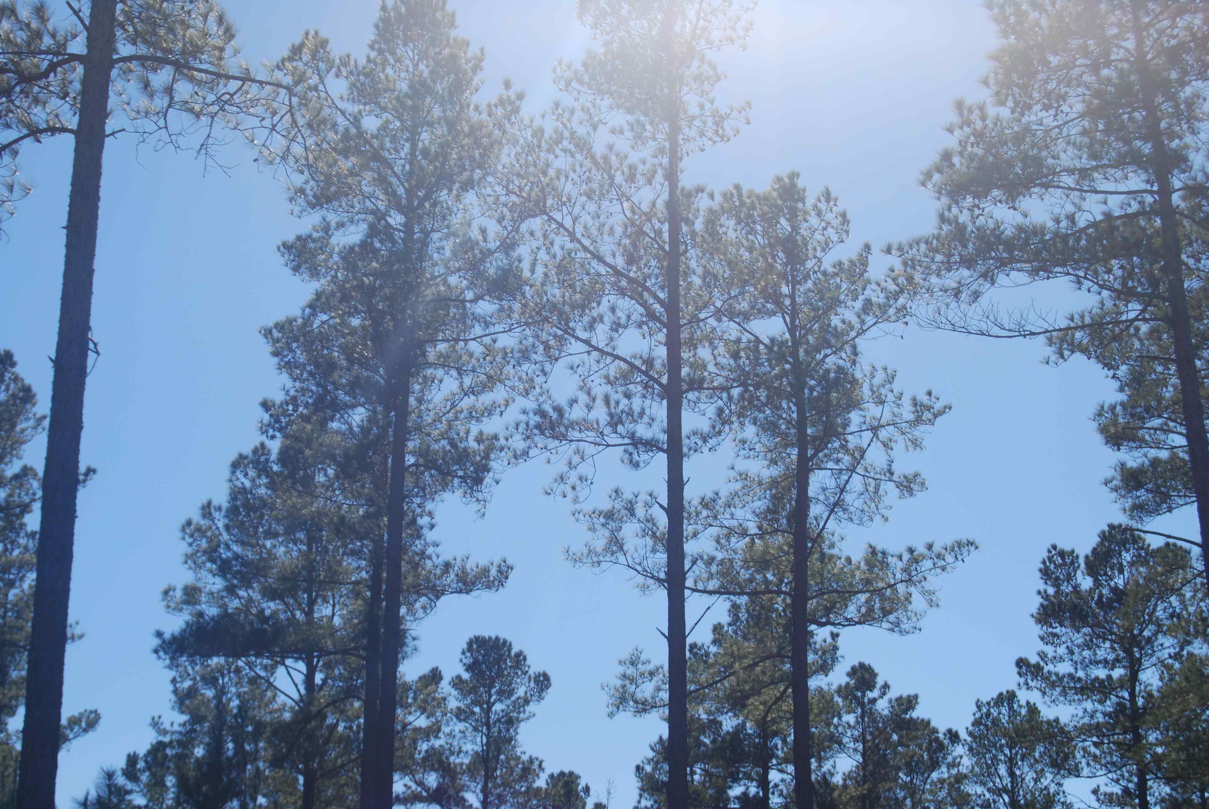 Advance Land and Timber Land for sale property_imgs/dsc_91~1.jpg