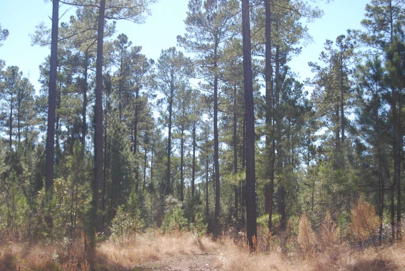 Advance Land and Timber Land for sale property_imgs/dsc_92~1.jpg