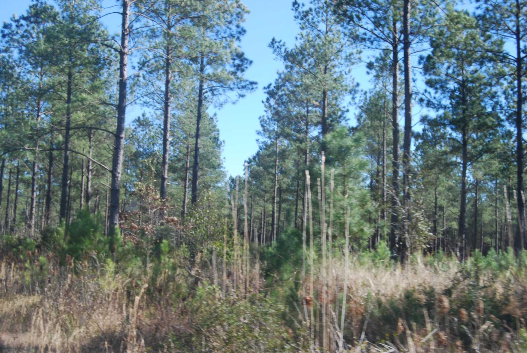 Horry County South Carolina Land for Sale