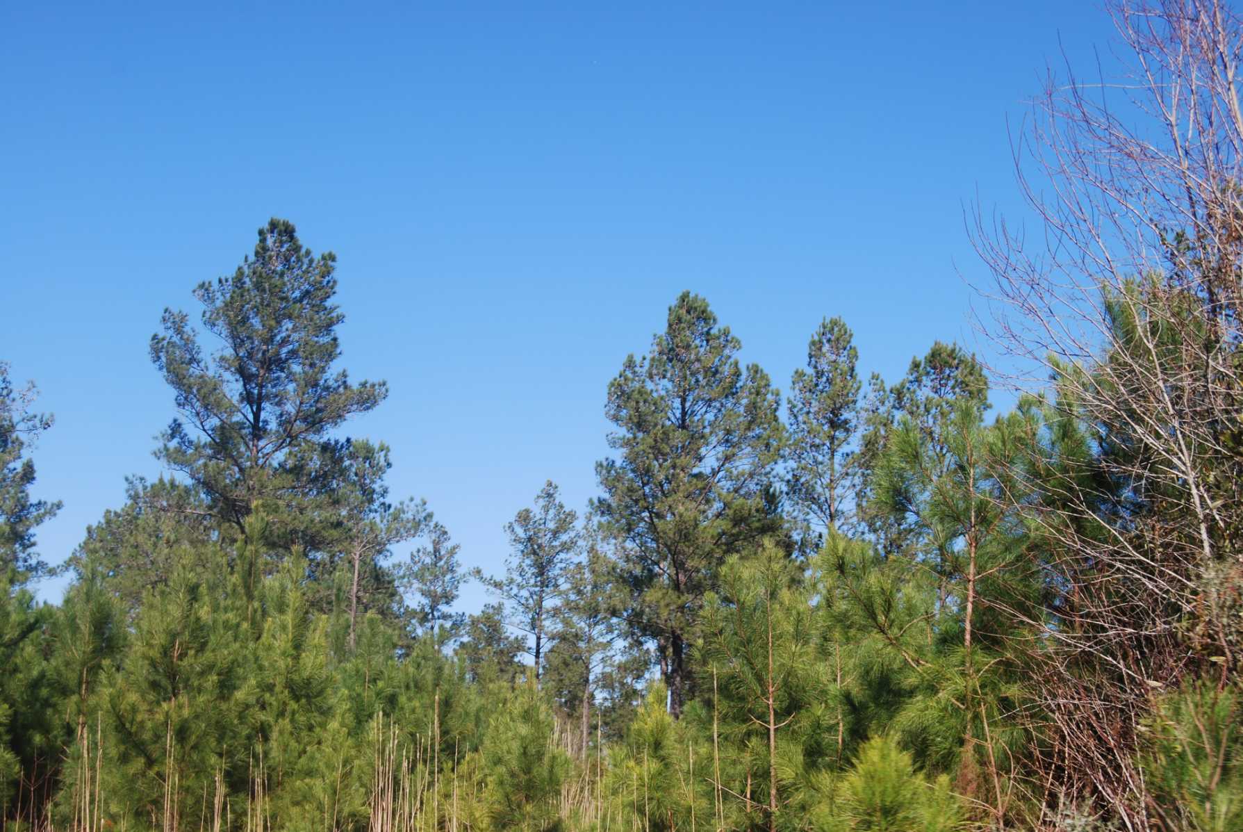 Advance Land and Timber Land for sale property_imgs/dsc_94~1.jpg