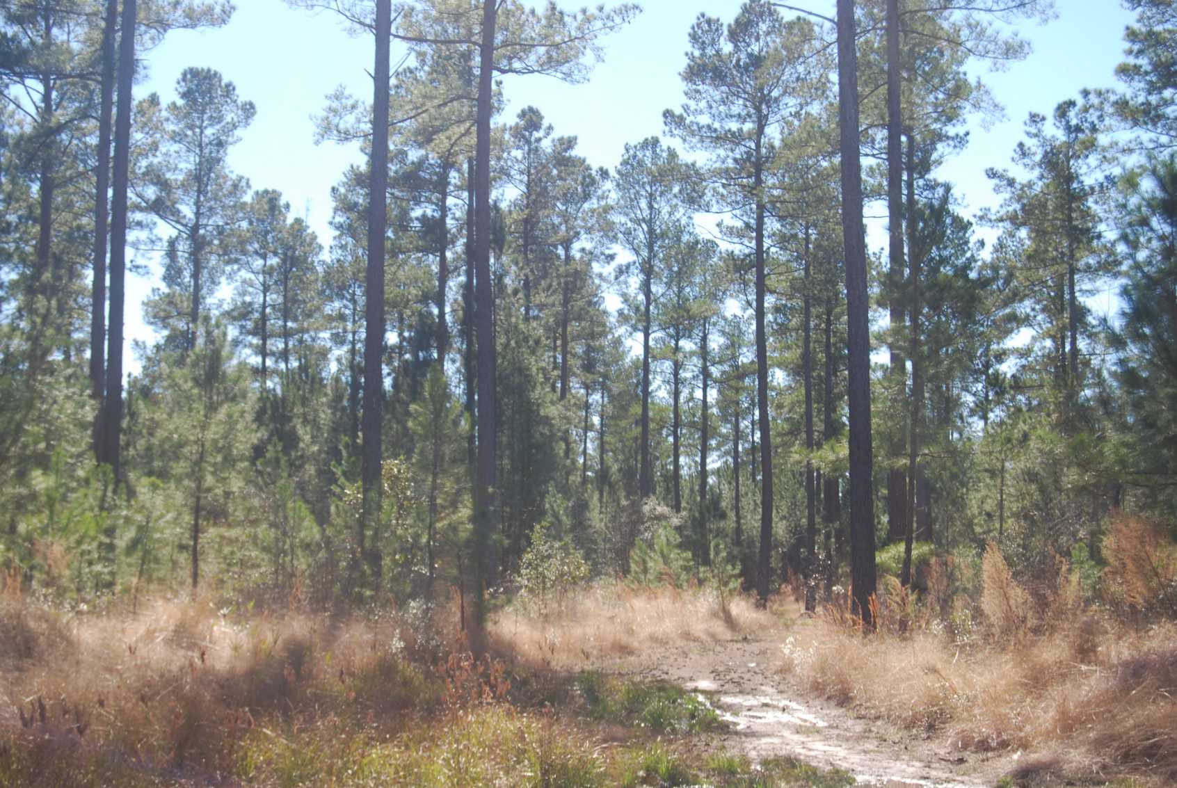 Advance Land and Timber Land for sale property_imgs/dsc_9~1.jpg