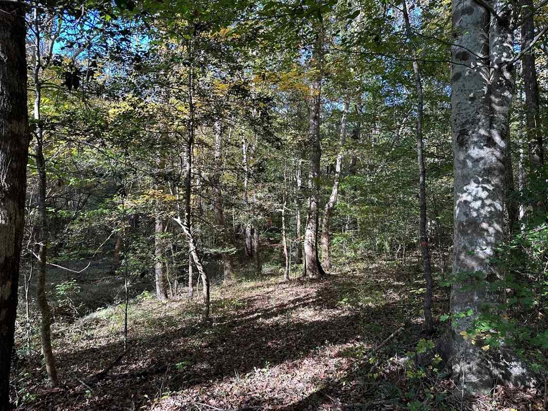 91.28 Acres of land for sale in Dinwiddie Virginia Advance Land and