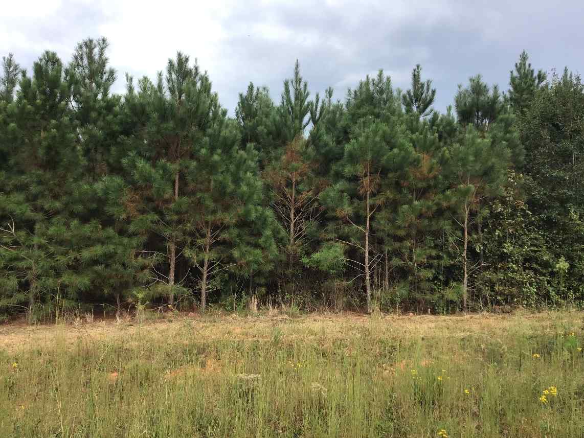 Fayette County Alabama Land for Sale