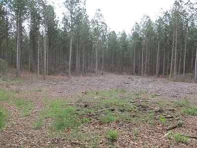 Advance Land and Timber Land for sale property_imgs/f354_1.jpg