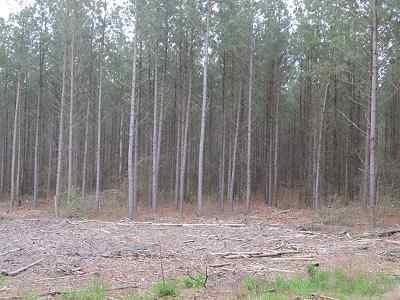 Advance Land and Timber Land for sale property_imgs/f354_2.jpg