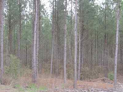 Advance Land and Timber Land for sale property_imgs/f354_4.jpg