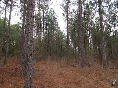 Advance Land and Timber Land for sale property_imgs/f354_5.jpg