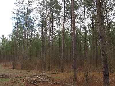Advance Land and Timber Land for sale property_imgs/f354_6.jpg