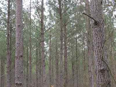 Advance Land and Timber Land for sale property_imgs/f354_7.jpg