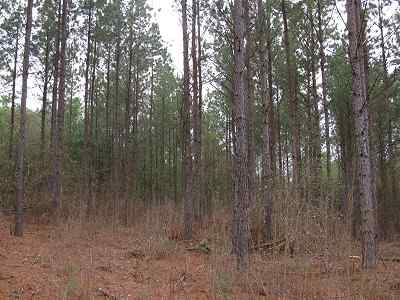 Advance Land and Timber Land for sale property_imgs/f354_8.jpg