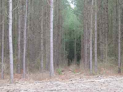 Advance Land and Timber Land for sale property_imgs/f354_9.jpg