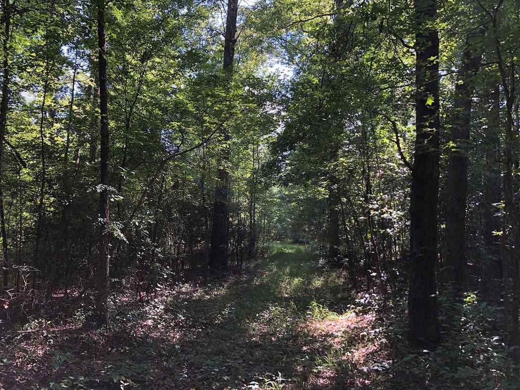 Advance Land and Timber Land for sale property_imgs/f8bf09f5fceaea80e1f864a1b48938bf_1853.jpg