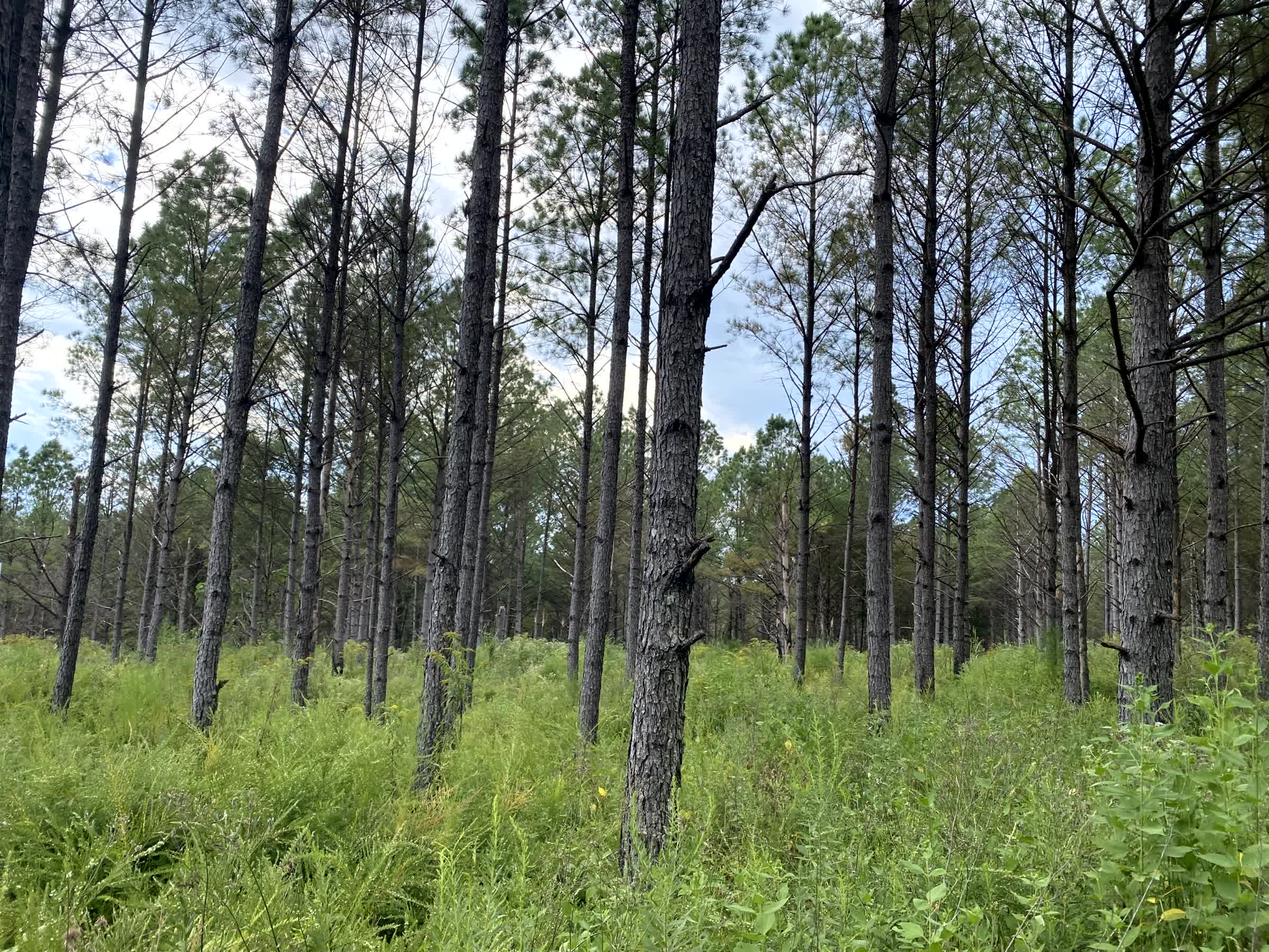 Winston County Alabama Land for Sale