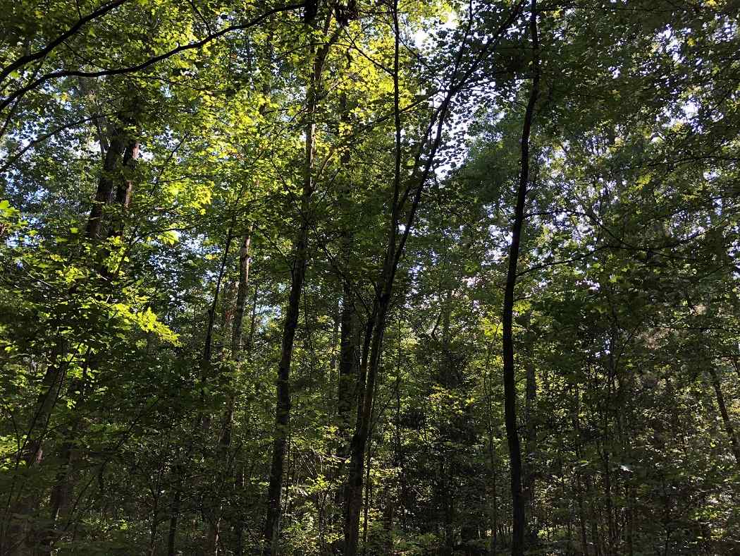 Advance Land and Timber Land for sale property_imgs/fbd85d9451c0d7555518534bcbac00e3_1853.jpg