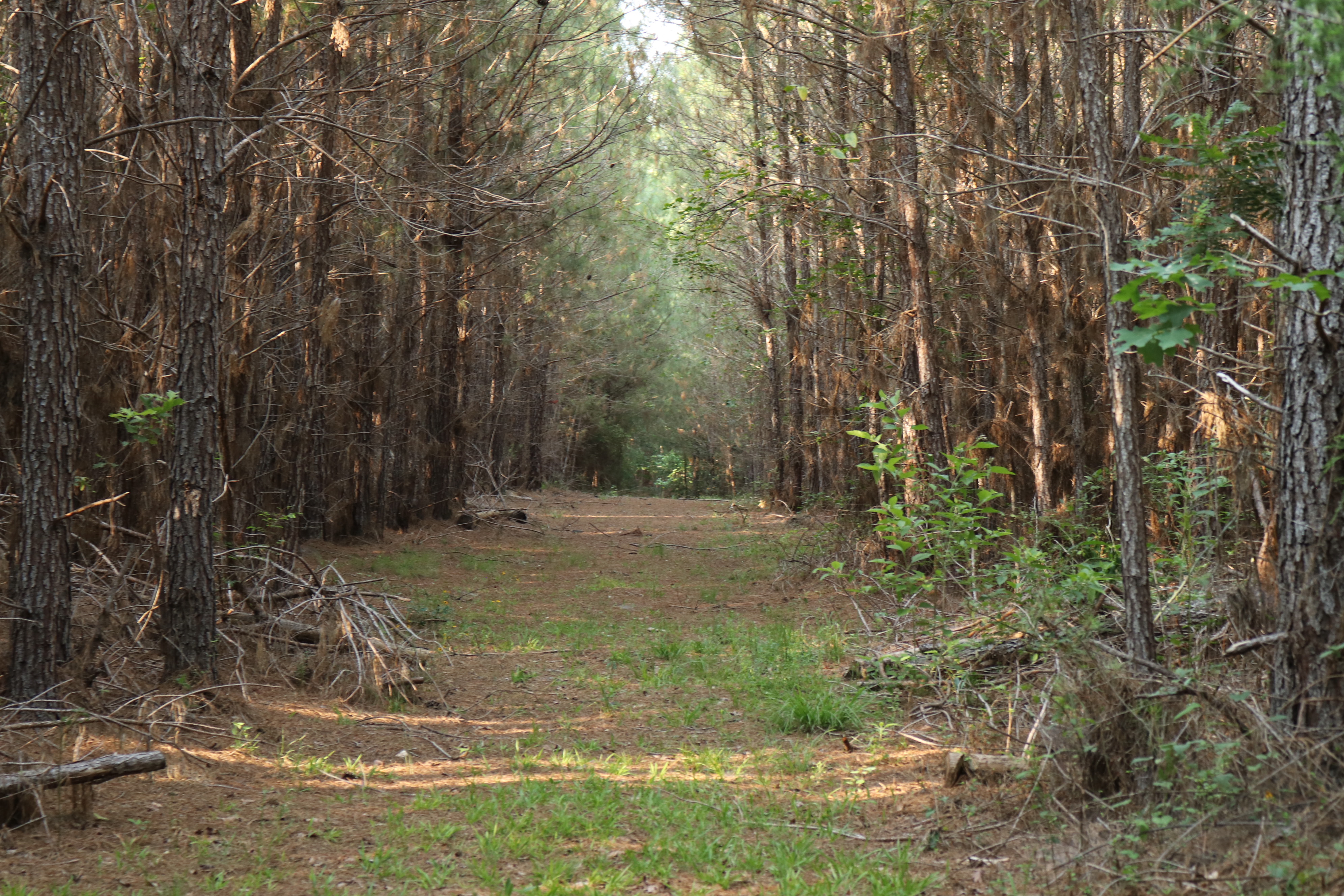 Saluda County South Carolina Land for Sale