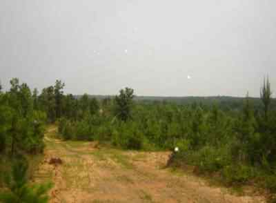 Advance Land and Timber Land for sale property_imgs/h1_3.jpg